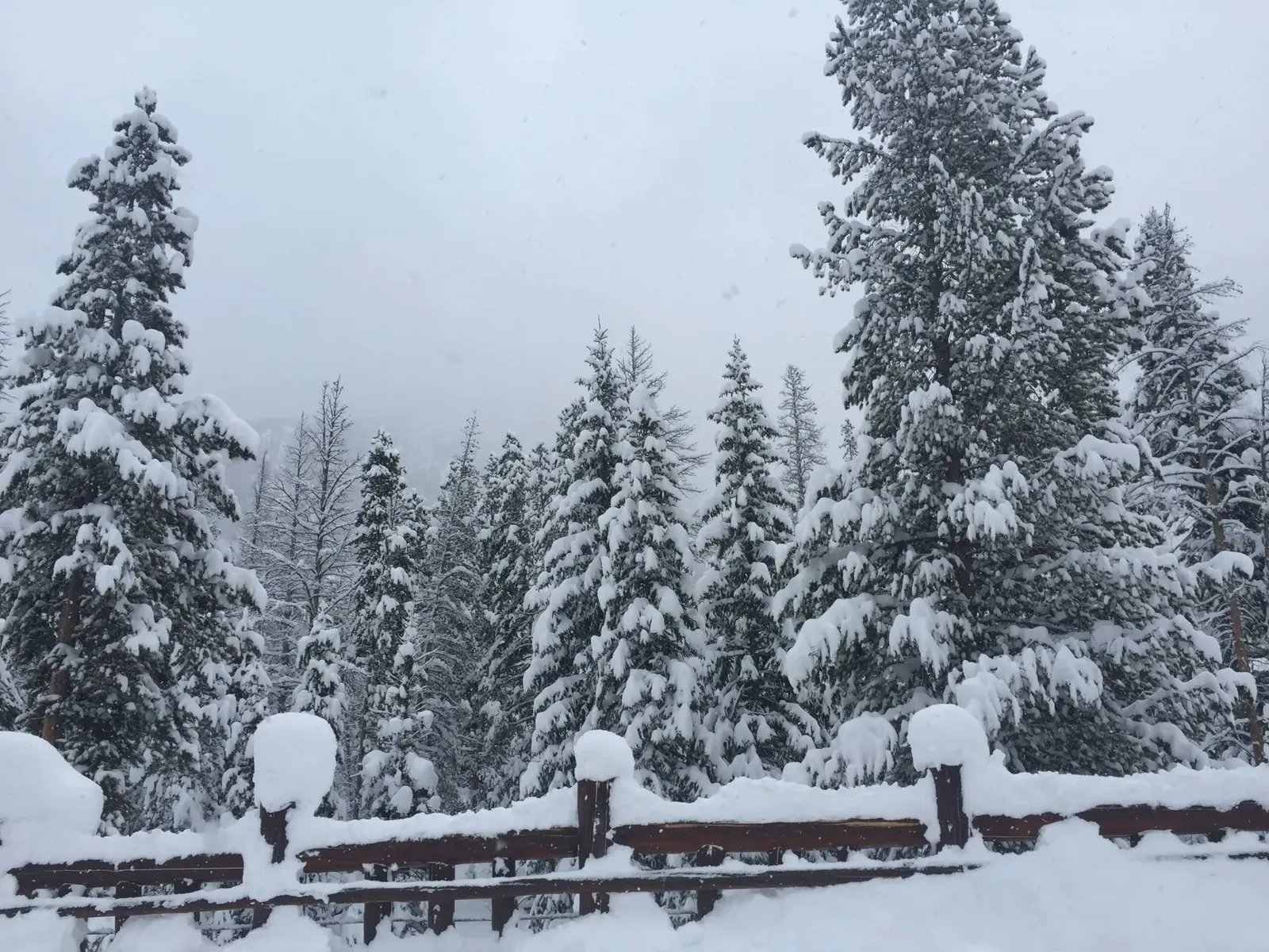 The Alders, Snow-covered pines outside the home, luxury vacation rental in Keystone, Colorado